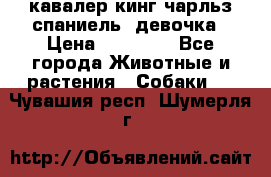  кавалер кинг чарльз спаниель -девочка › Цена ­ 45 000 - Все города Животные и растения » Собаки   . Чувашия респ.,Шумерля г.